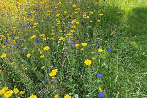 Flowers on a roadside verge