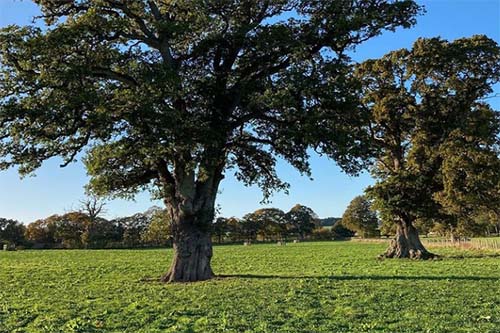 Trees in the Clyst Valley