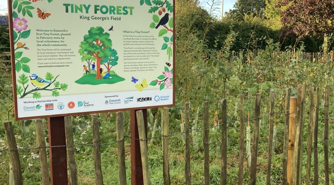 Exmouth Tiny Forest 