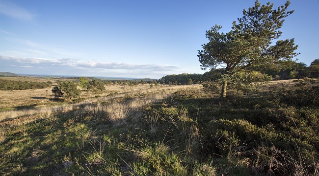 Green light for changes on East Devon’s Pebblebed Heaths