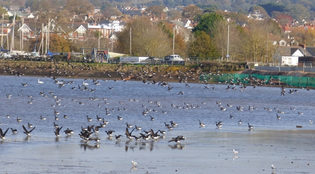hundreds of wild birds at Exmouth Duckpond