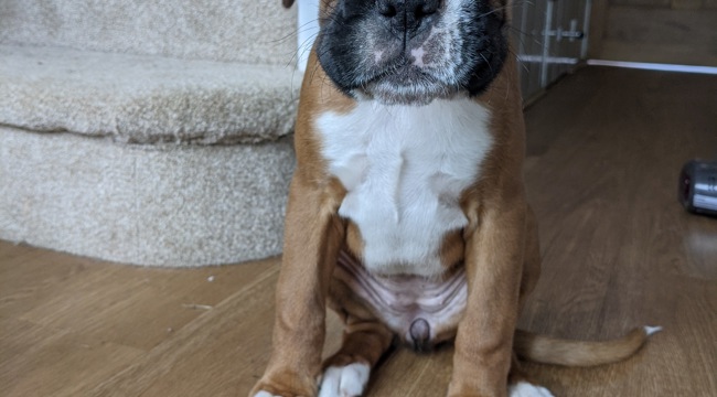 puppy picture