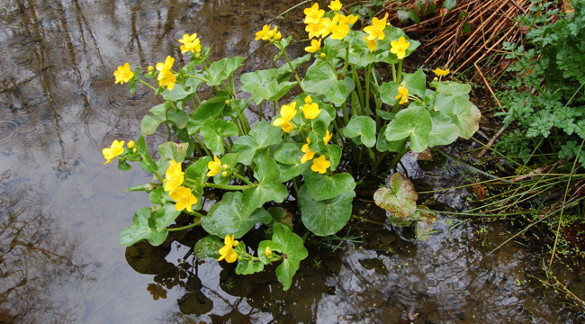 natural beauty - Marsh Marigolds in the Clyst Valley Regional Park