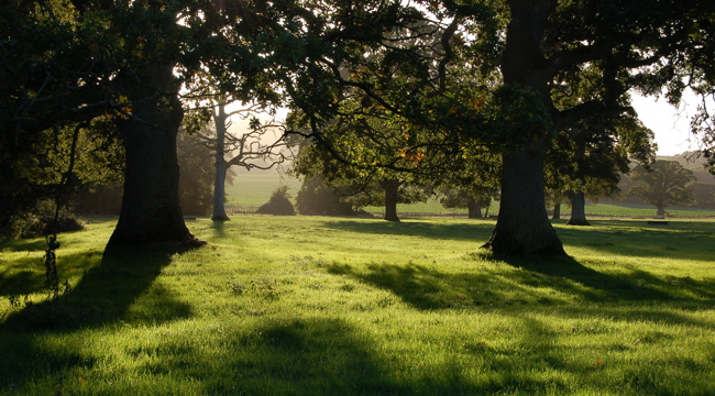 Poltimore Park view