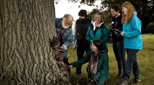 East Devon District Council trains volunteers how to record ancient trees in the Clyst Valley