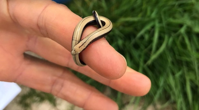 slow worm
