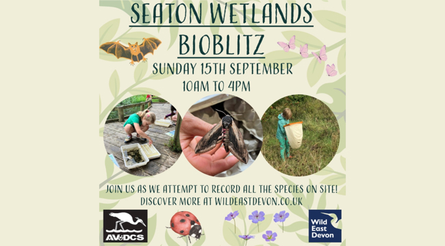 Seaton Wetlands BioBlitz