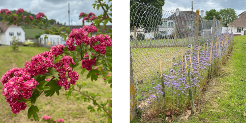 Wildflowers popping up over the summer months 2023.