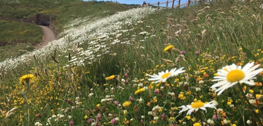 A meadow by the Sidmouth sea