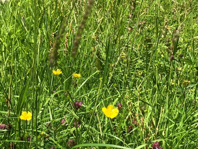 East Devon Meadow 