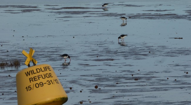 Oystercatcher near the Wildlife Refuge buoy on the Exe