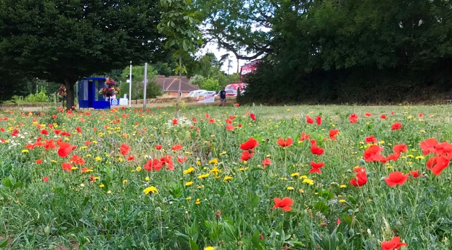 Wildflowers along Salterton Road
