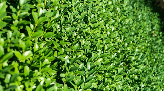 Green hedge