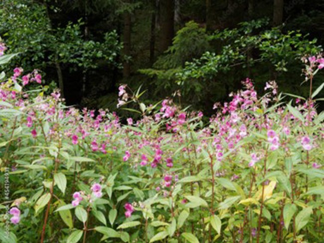 Himalayan Balsam plant