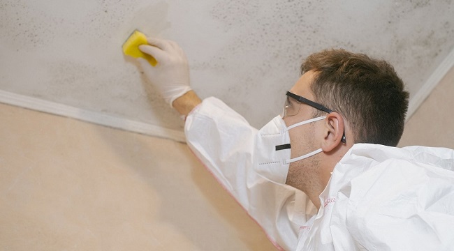 Mould being cleaned from a ceiling