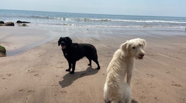 Two dogs enjoying the beach at Orcombe Point