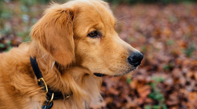 A dog on a lead