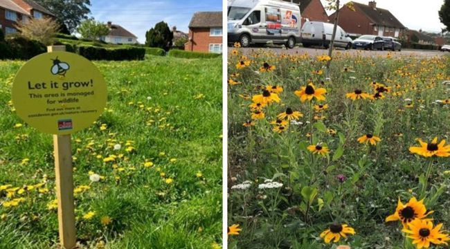 Two photos: 1. Let it grow signpost 2. flowers