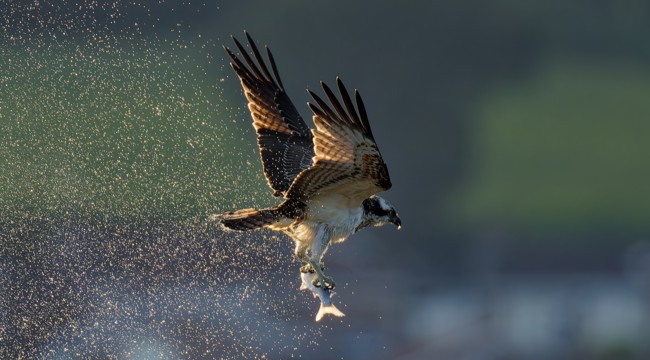 Osprey catching fish dinner