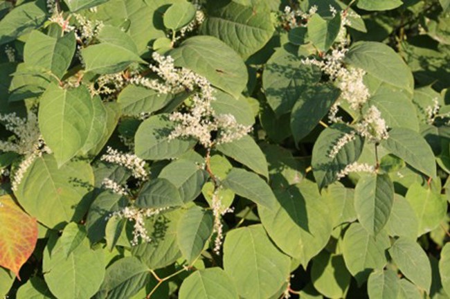 Japanese Knotweed plant