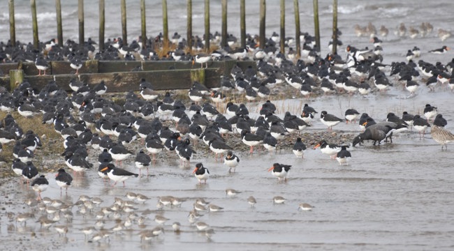 Overwintering birds resting and feeding on the Exe Estuary