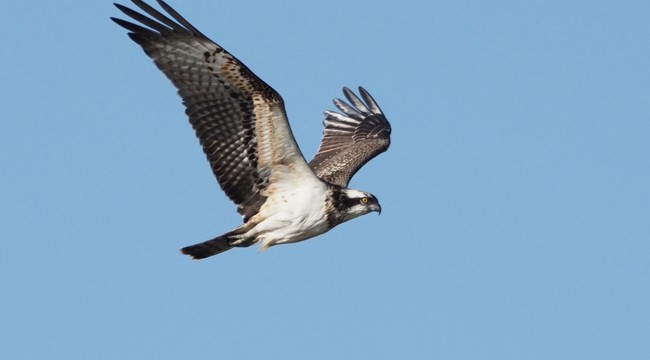 Image of Osprey flying