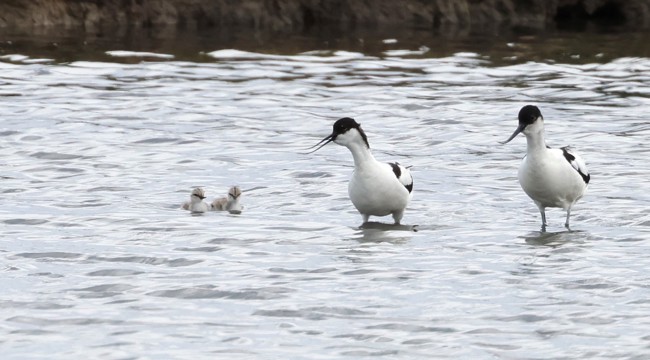 avocet chicks swimming at Seaton Wetlands