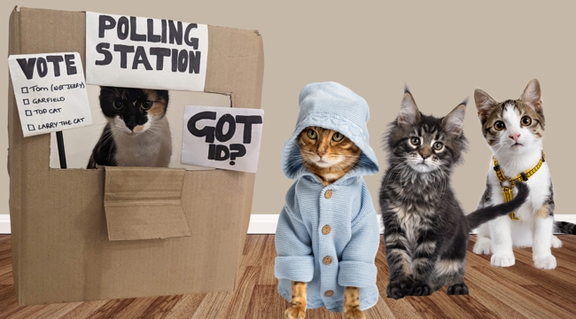 Cats queuing up to vote at a cardboard polling station