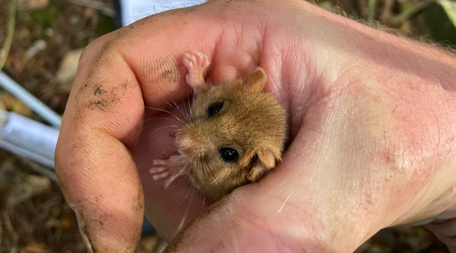 dormouse found at an East Devon nature reserve