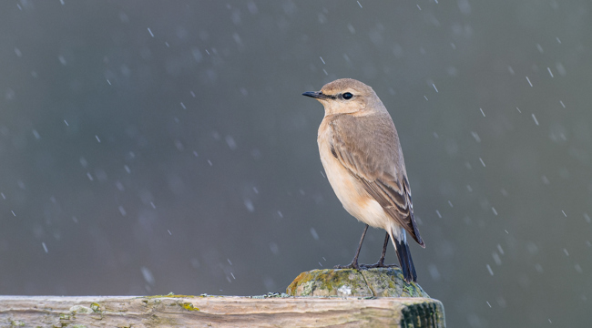 Photo credit: Tim White. Isabelline Wheatear