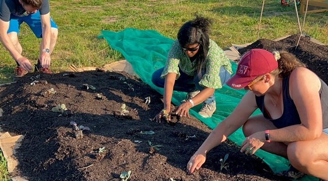 volunteers plant at Dig and Donate